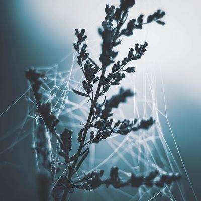 电玩舞会森林下载手机版